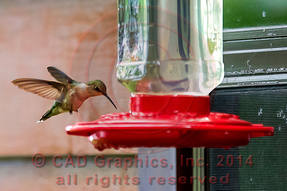 Minnesota Hummingbird 2013